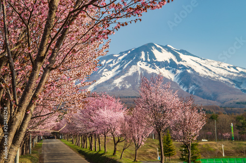 Obraz na plátně Cherry Blossoms of Aomori Prefecture