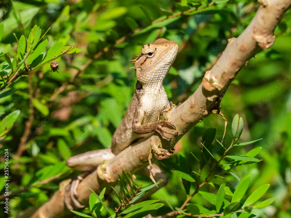 Changeable Lizard (Calotes versicolor). Wayaana, Kerala, India Changeable Lizard (Calotes versicolor). Wayaana, Kerala, India