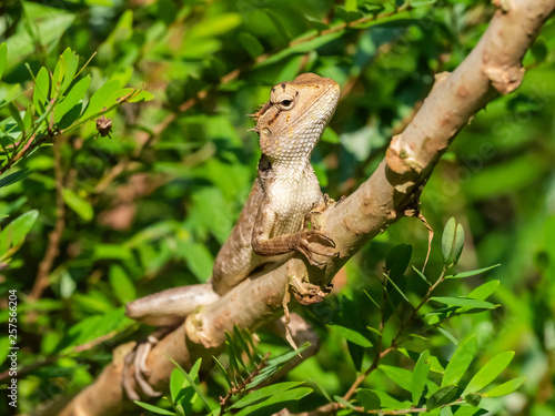Changeable Lizard  Calotes versicolor . Wayaana  Kerala  India