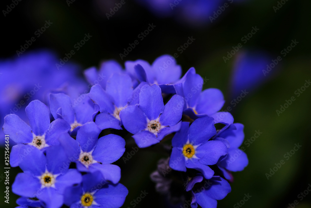 forget me not flower forget me not flower