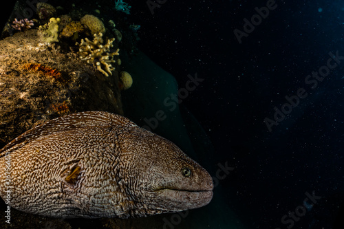 Moray eel Mooray lycodontis undulatus in the Red Sea  eilat israel