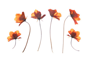 flat pressed dried flower isolated on white background