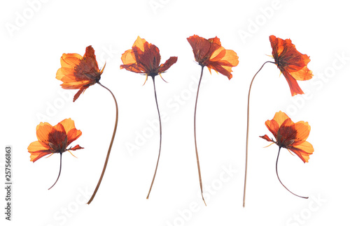 flat pressed dried flower isolated on white background