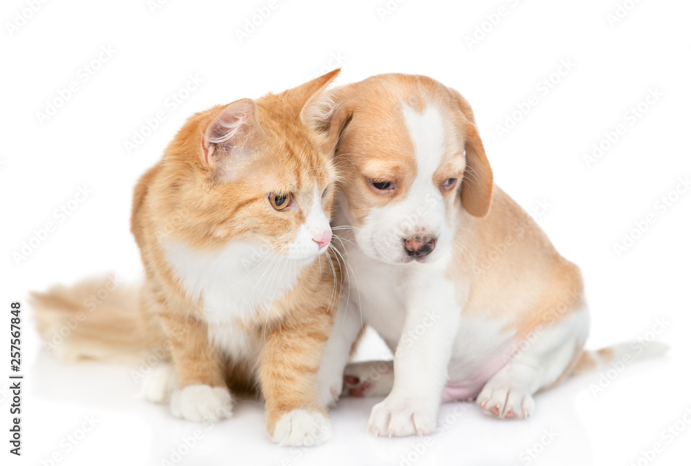 Beagle puppy and red tabby cat looking away together. isolated on white background Beagle puppy and red tabby cat looking away together. isolated on white background