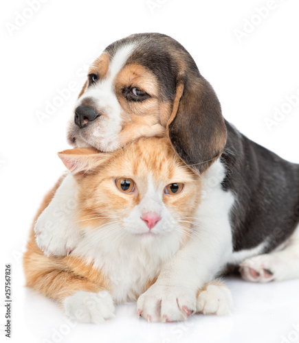 Playful beagle puppy hugging cat. isolated on white background