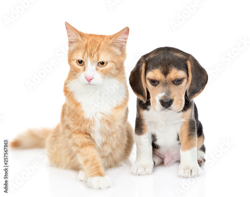 Cute beagle puppy and red tabby cat sitting together. isolated on white background
