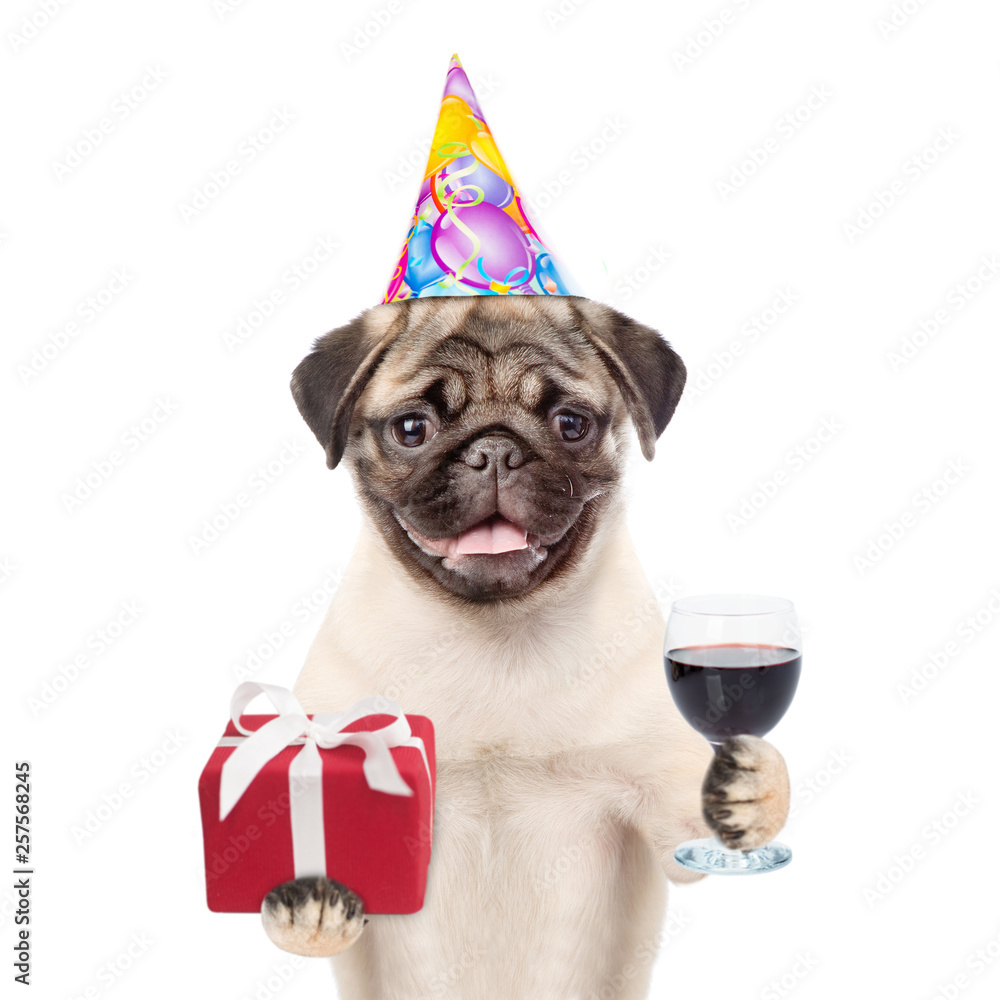 Pug puppy in party hat holding glass of red wine and gift box. isolated on white background