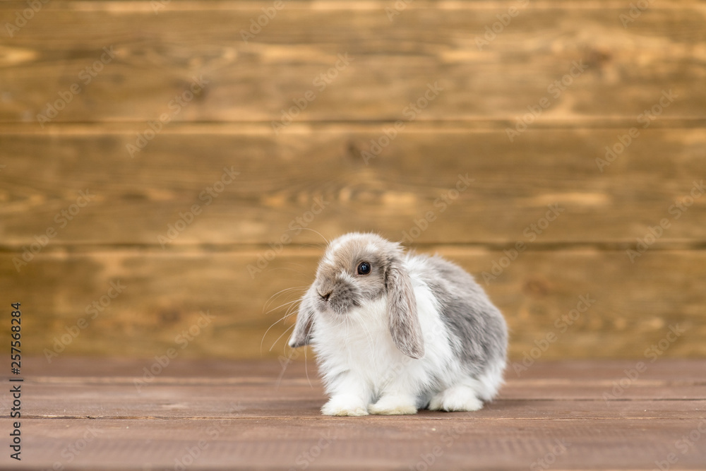 Rabbit on wooden background. Empty space for text Rabbit on wooden background. Empty space for text