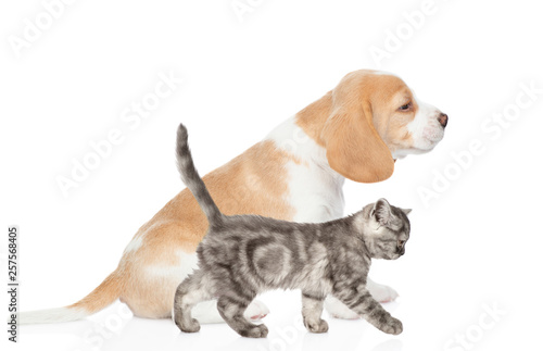 Beagle puppy and tabby kitten in profile. isolated on white background