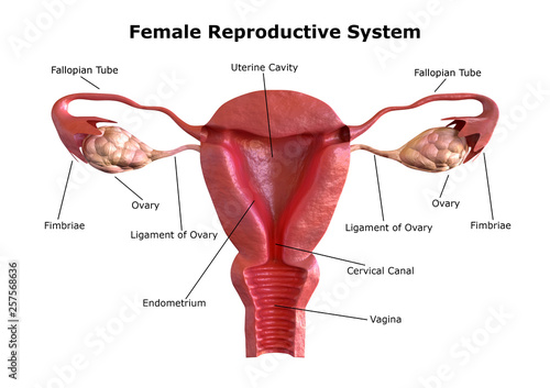 Vászonkép female reproductive system