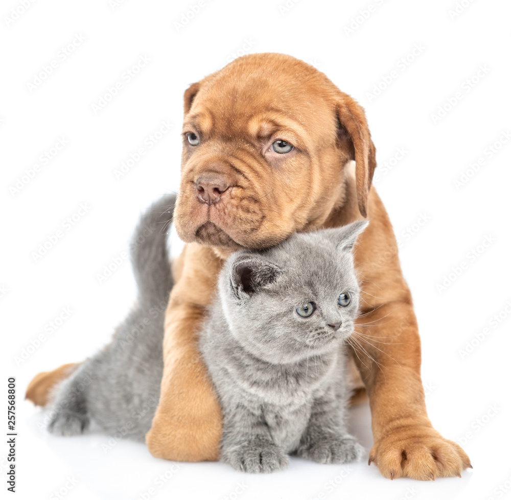 Mastiff puppy hugging gray kitten. isolated on white background