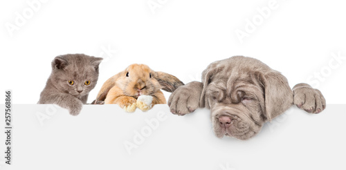 Cat,dog and rabbit over empty white banner. isolated on white background. Empty space for text