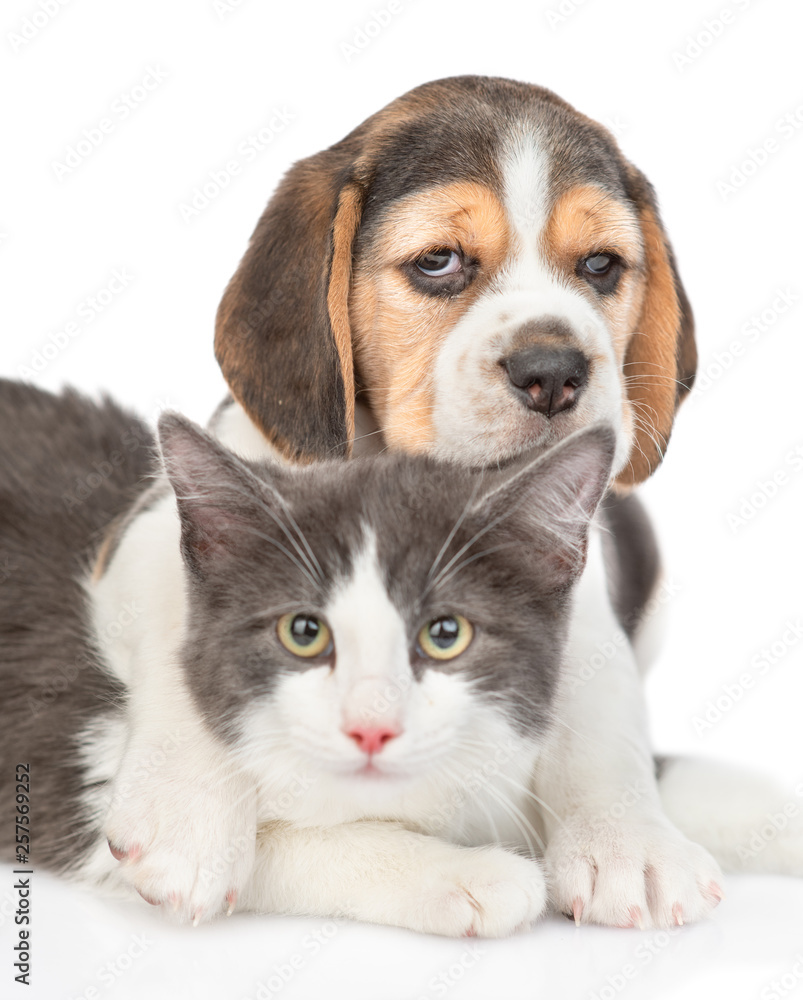 Beagle puppy hugging cat. isolated on white background