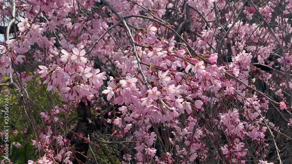 Beautiful pink sakura cherry blossom flower in springtime, Japan Tokyo Beautiful pink sakura cherry blossom flower in springtime, Japan Tokyo