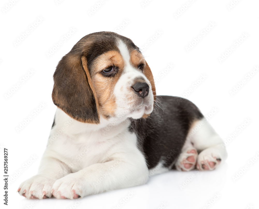 Little beagle puppy lying at looking away. isolated on white background
