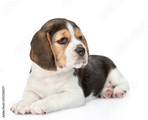 Little beagle puppy lying at looking away. isolated on white background