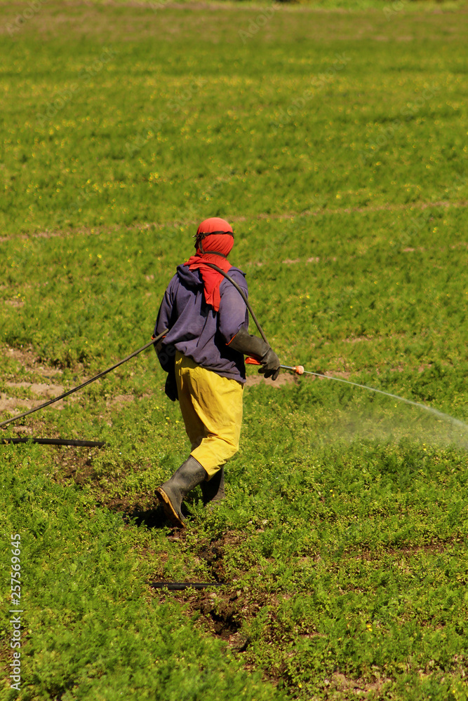 Hombre trabajando en huerto en boquete panamá Hombre trabajando en huerto en boquete panamá