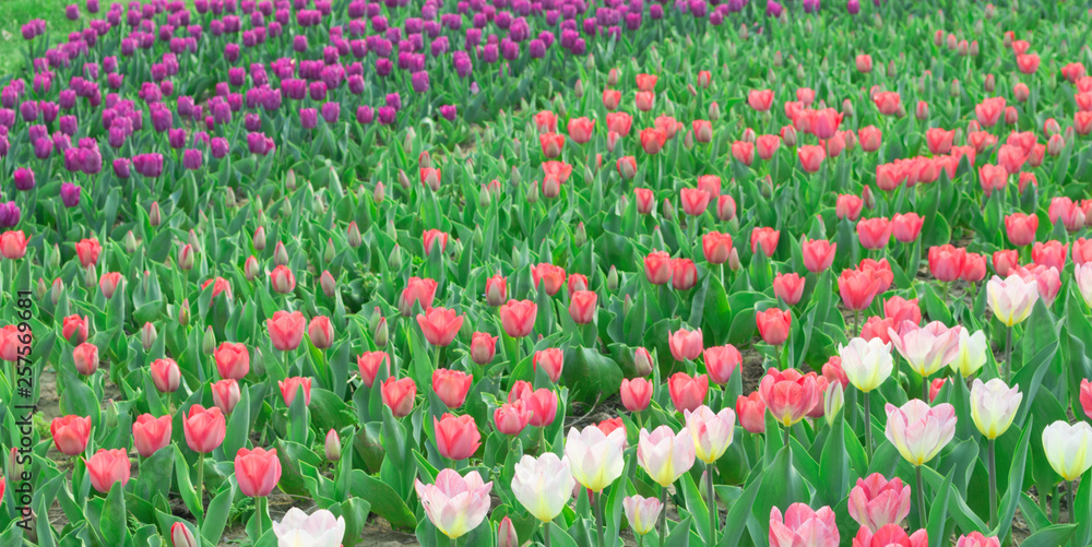 seamless background with tulips