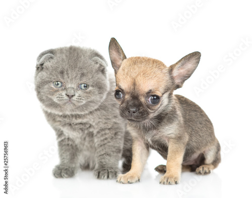 Newborn kitten and chihuahua puppy sitting together and looking at camera. Isolated on white background