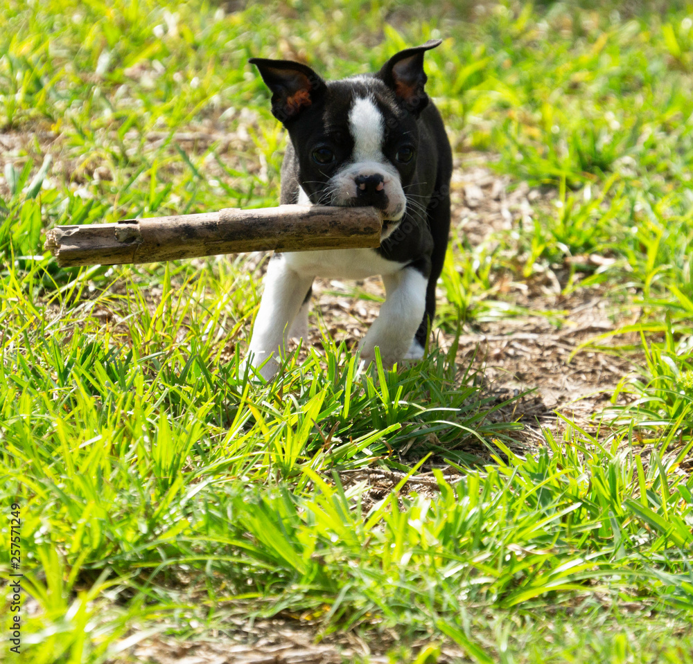 Cute Boston Terrier Running with Stick