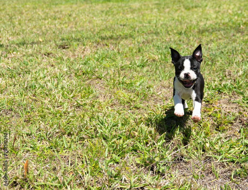 Playful Boston Terrier Running on the Grass