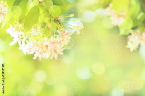 Soft blue pink flowers blossoms on bright lights green bokeh glitter background. For nature products, organic garden theme