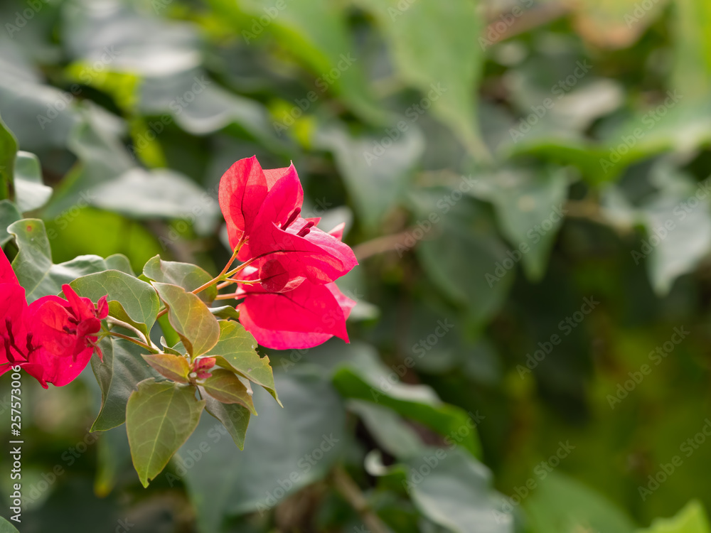 Close up of Pink Bougainvillea Flower Isolated on Blurry Background