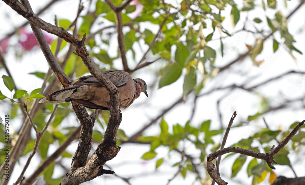 Close up Spotted Dove Perched on Branch Isolated on Background Close up Spotted Dove Perched on Branch Isolated on Background