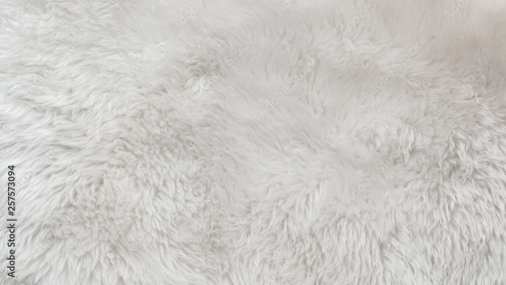 White wool texture background, light natural animal wool, white seamless cotton, texture of fluffy fur for designers, close-up fragment white wool carpet White wool texture background, light natural animal wool, white seamless cotton, texture of fluffy fur for designers, close-up fragment white wool carpet