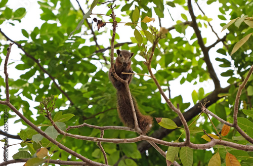 Close up Squirrel on a Tree Branch Isolated on Background photo