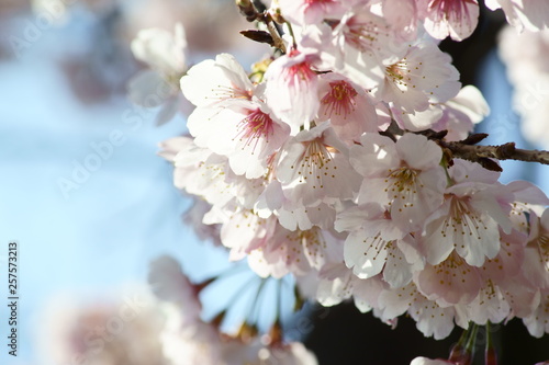 Fototapeta Naklejka Na Ścianę i Meble -  Graceful cherry blossom