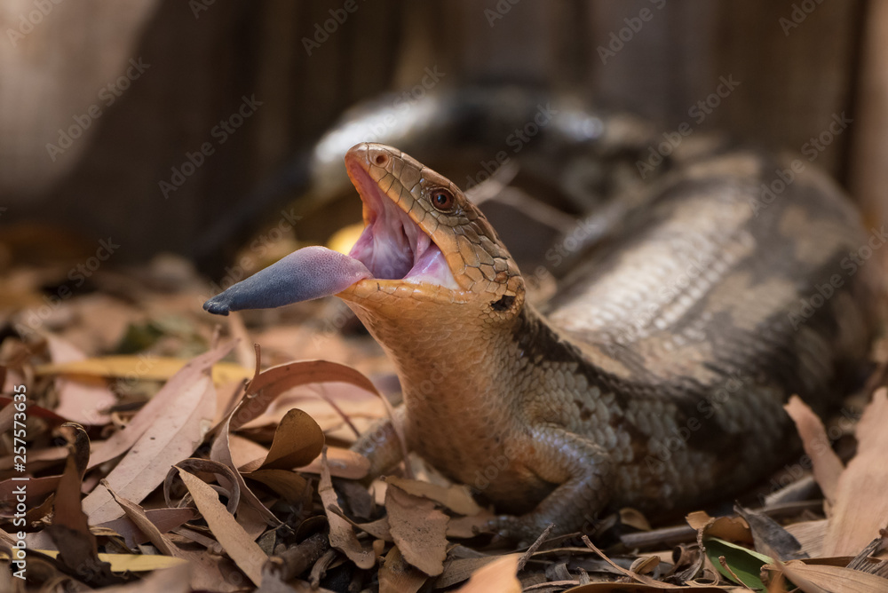 Blue-tongued lizard with tongue out