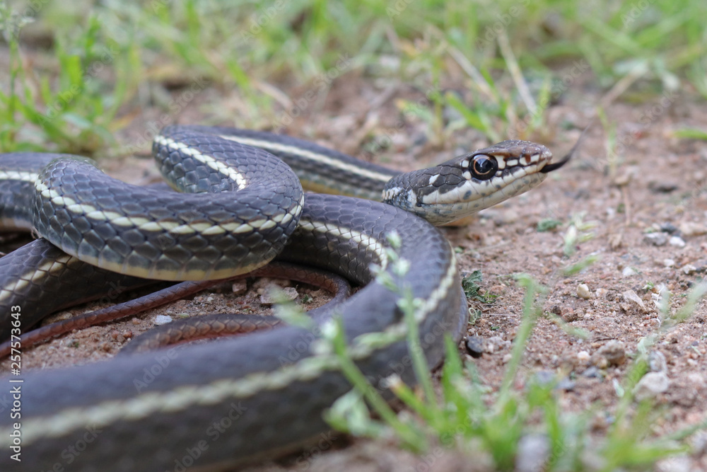 California Striped Racer Snake (Coluber lateralis) Stock Photo Adobe
