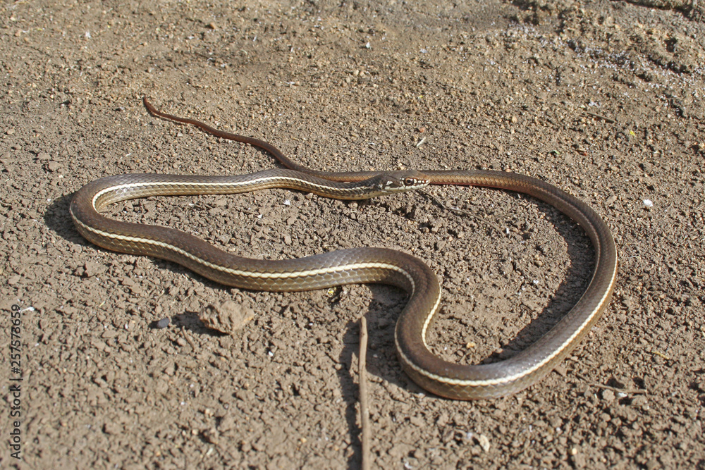 California Striped Racer Snake (Coluber lateralis) California Striped Racer Snake (Coluber lateralis)