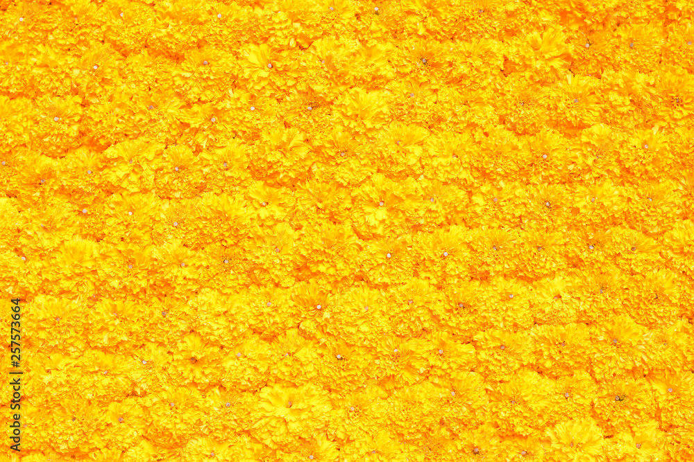 Marigold flower decorative on wall, flowery texture on floral floor,  flowery pattern background, yellow marigold flower background, yellow marigold  flower floor, yellow flowery texture, flowerer plant Stock Photo | Adobe  Stock