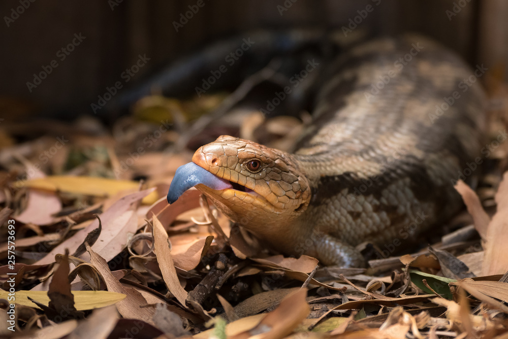 Blue tongued lizard with tongue sticking out.