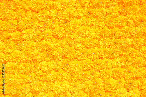 Marigold flower decorative on wall, flowery texture on floral floor, flowery pattern background, yellow marigold flower background, yellow marigold flower floor, yellow flowery texture, flowerer plant photo