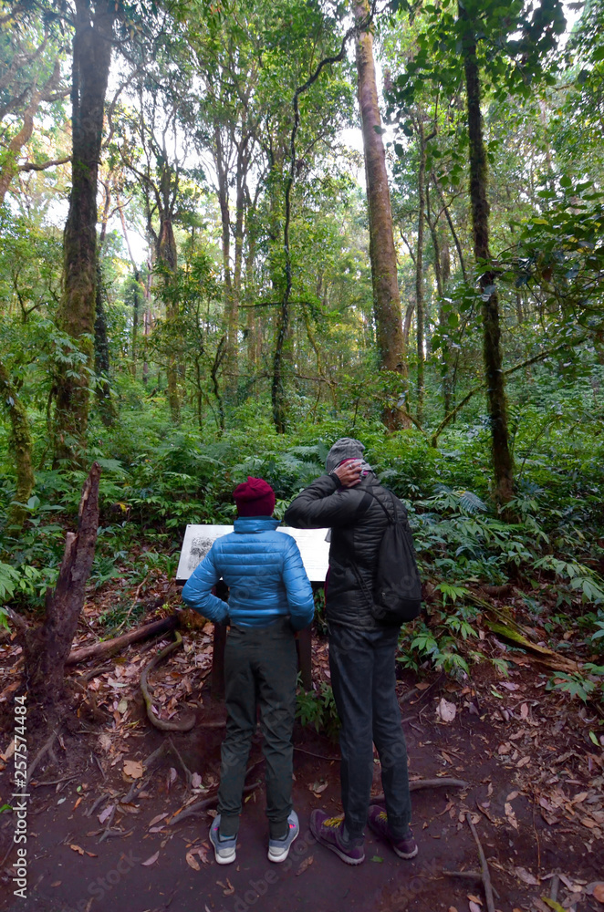 Soft focus blur image of couple traveling in evergreen forest scratching head at a sign, ecotourism in a jungle, trekking in green rainforest environment, forest travel, forest ecotourism, jungle trip Soft focus blur image of couple traveling in evergreen forest scratching head at a sign, ecotourism in a jungle, trekking in green rainforest environment, forest travel, forest ecotourism, jungle trip