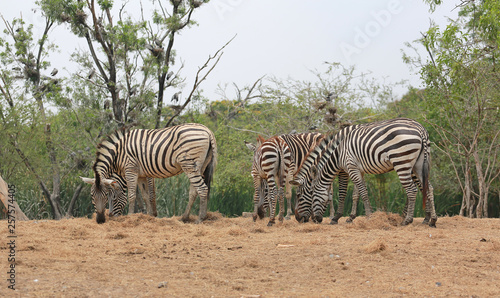 Group of Zebras eating grass in the zoo.