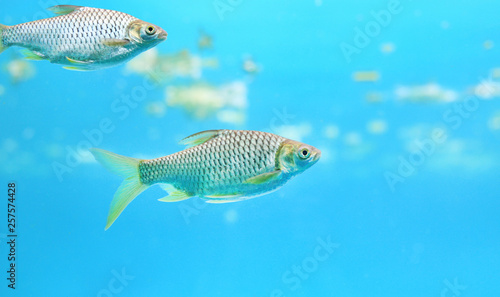 Group of Java barb fish (Barbonymus gonionotus) swimming in aquarium.