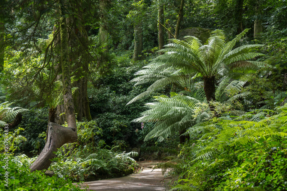 jungle scape in national park da pena jungle scape in national park da pena