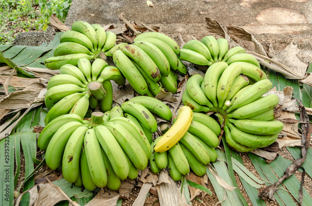 Hands Of Harvested Bananas On Leaves