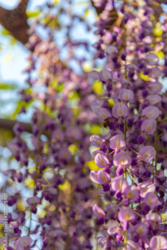 Close-up beautiful full bloom of Purple pink Wisteria blossom trees flowers in springtime sunny day at Ashikaga Flower Park, Tochigi prefecture, Famous travel destination in Japan