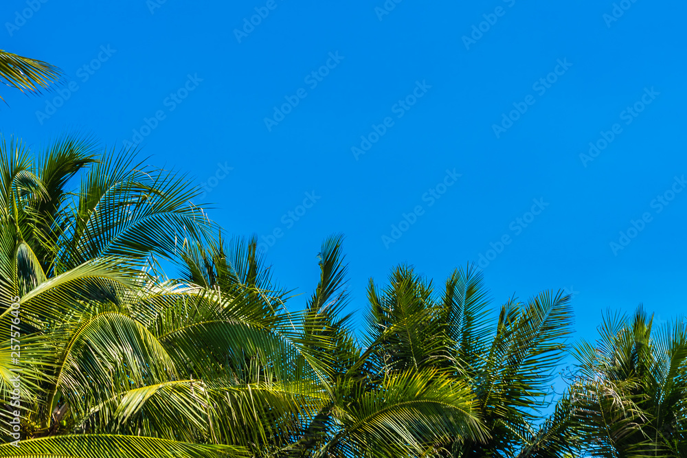 Beautiful coconut palm tree on blue sky and copy space