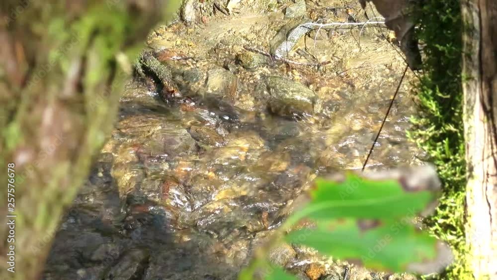 Small shot of stream and leaves. Small shot of stream and leaves.