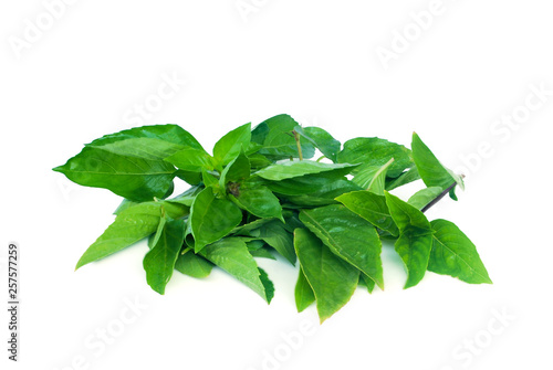 Sweet basil  Thai basil.Fresh basil leaves are used as essential oils.Helps drive acne.With Clipping Path.