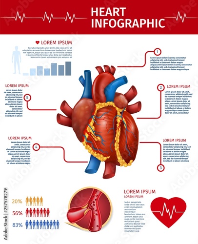 Realistic Heart Infographic Banner Anatomy Info