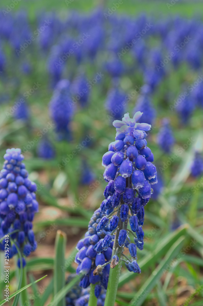 blue grape hyacinths in the garden blue grape hyacinths in the garden