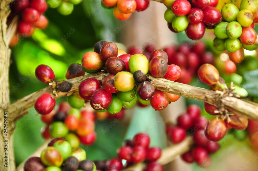 coffee beans ripening on tree coffee beans ripening on tree