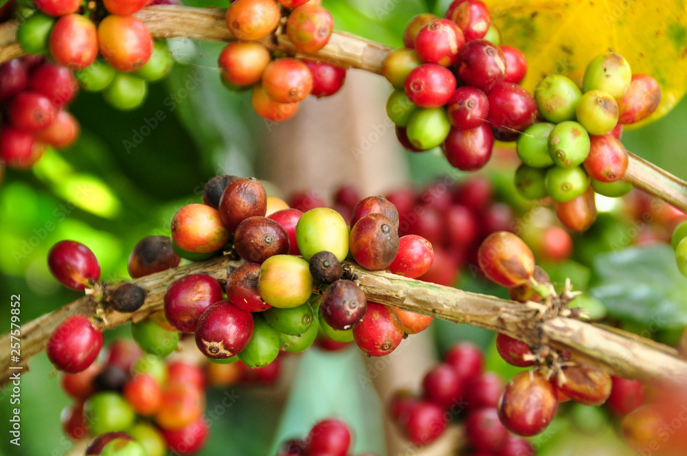 coffee beans ripening on tree coffee beans ripening on tree